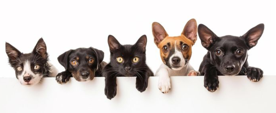 Everything your pet needs to feel their best.